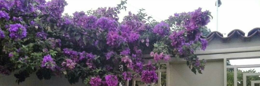 felipe_becerra's profile banner image