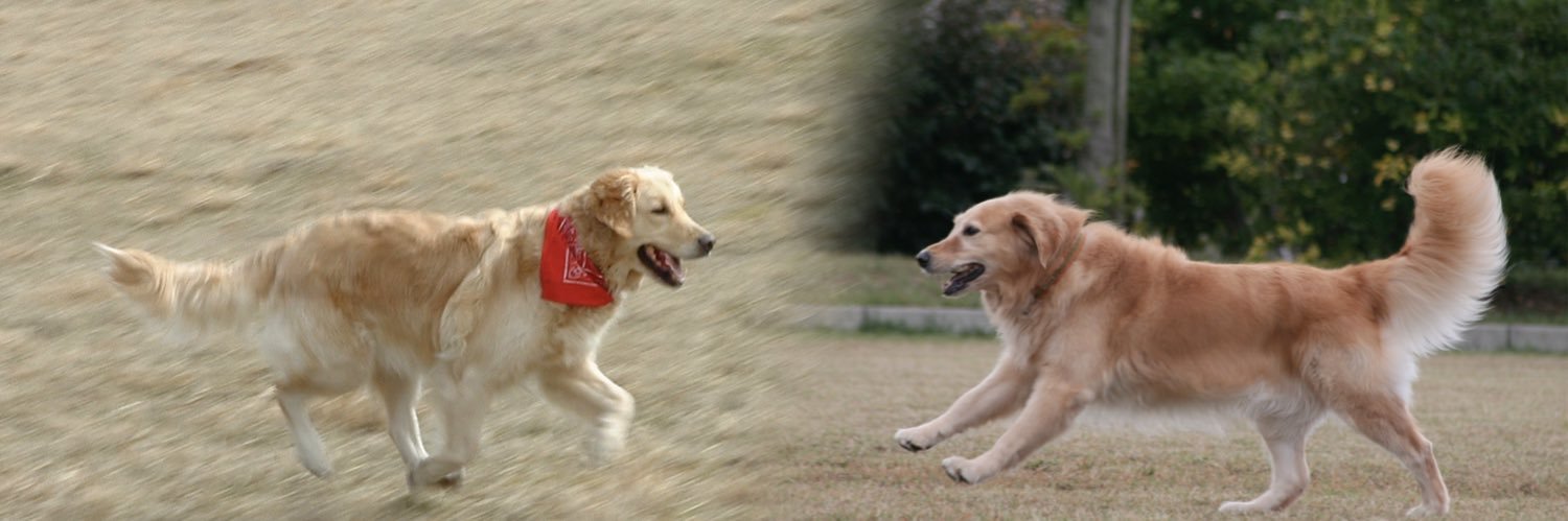 verydog29's profile banner image