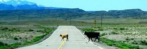 kyle_marcum's profile banner image