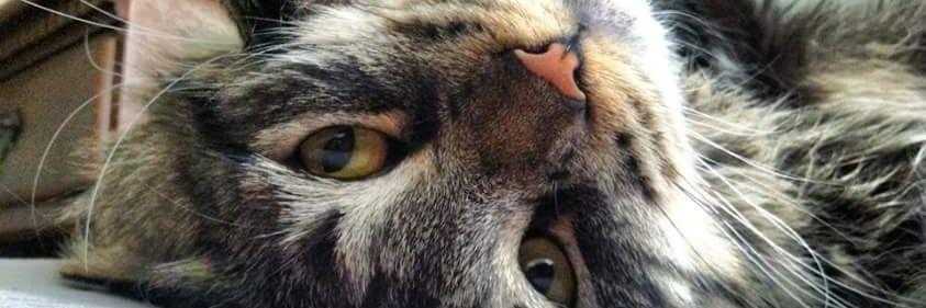 katellyn46's profile banner image