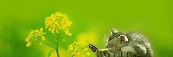 midorinosougen's profile banner image