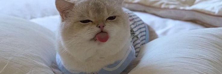 nvnbicheul's profile banner image