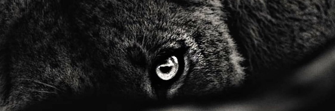KG10beast's profile banner image