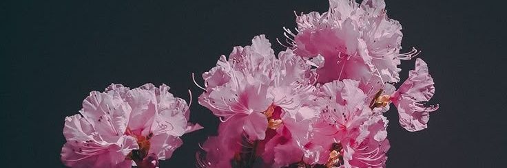 cherry_cksj's profile banner image