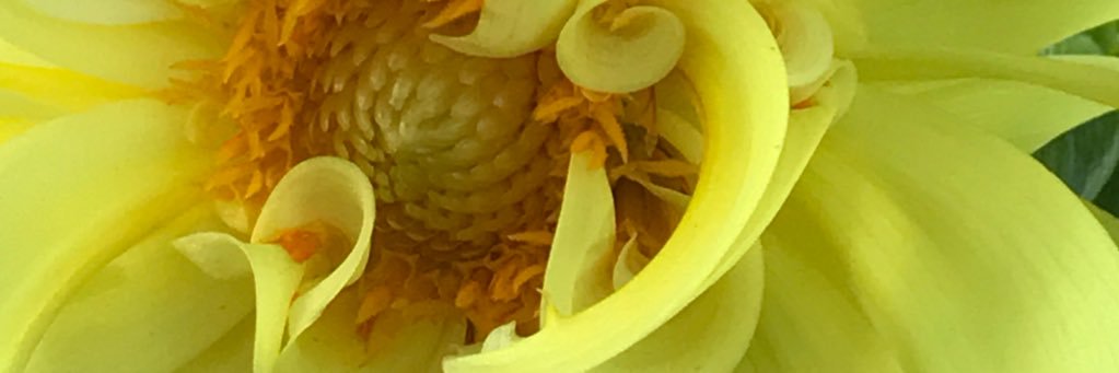 AlisonClish's profile banner image