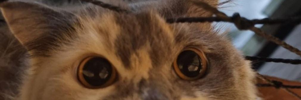 luisaleite's profile banner image