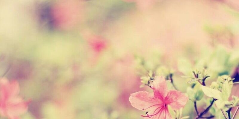chiom's profile banner image