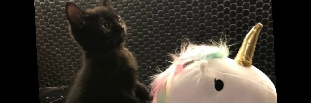 Miss Kitty,🌈Arthur, 🐈‍⬛Aaron & 😸Dave banner