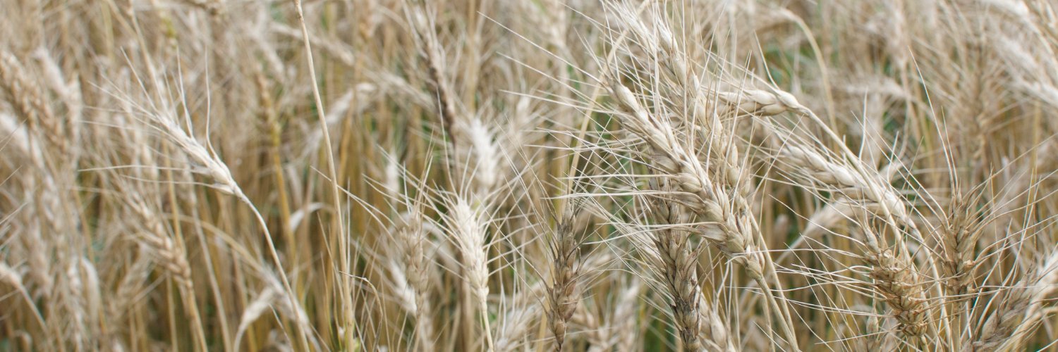 radcraftbeer's profile banner image