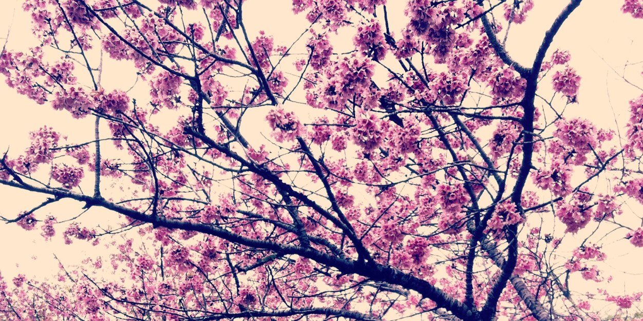 BelAleixo's profile banner image