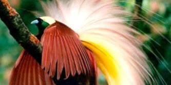 papapikiki's profile banner image