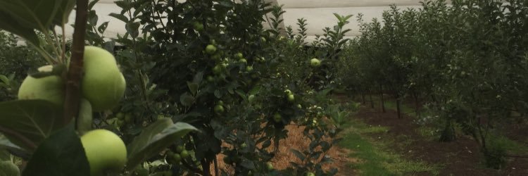 StRonansCider's profile banner image