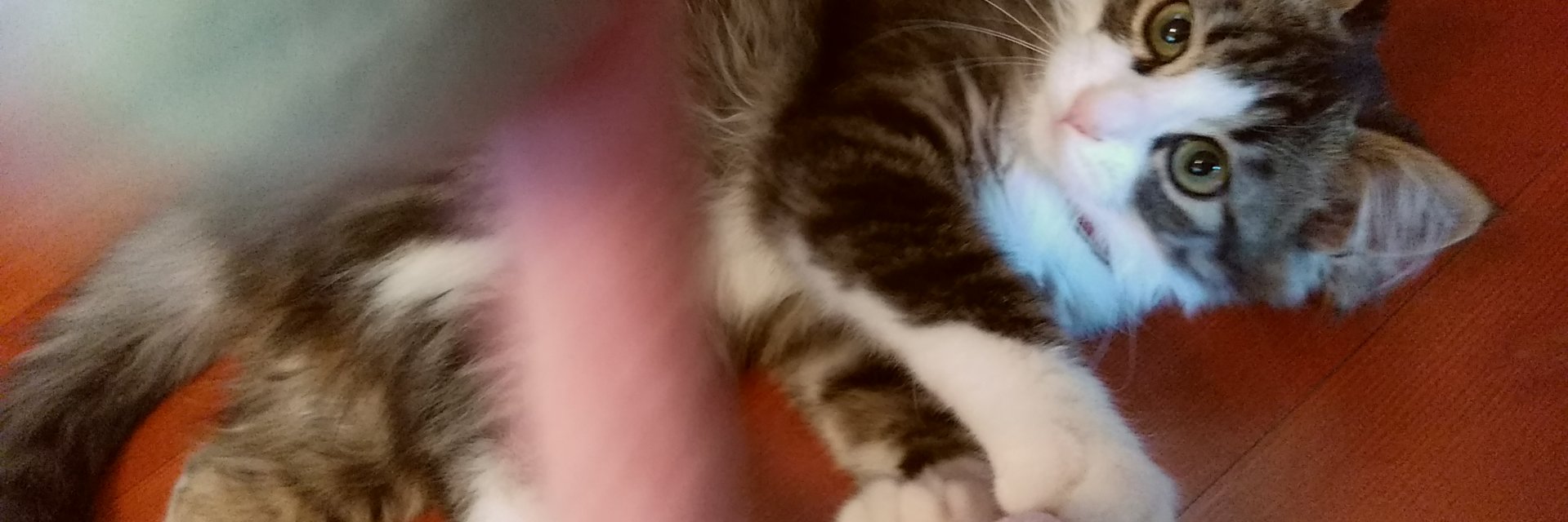 hidesanxy's profile banner image
