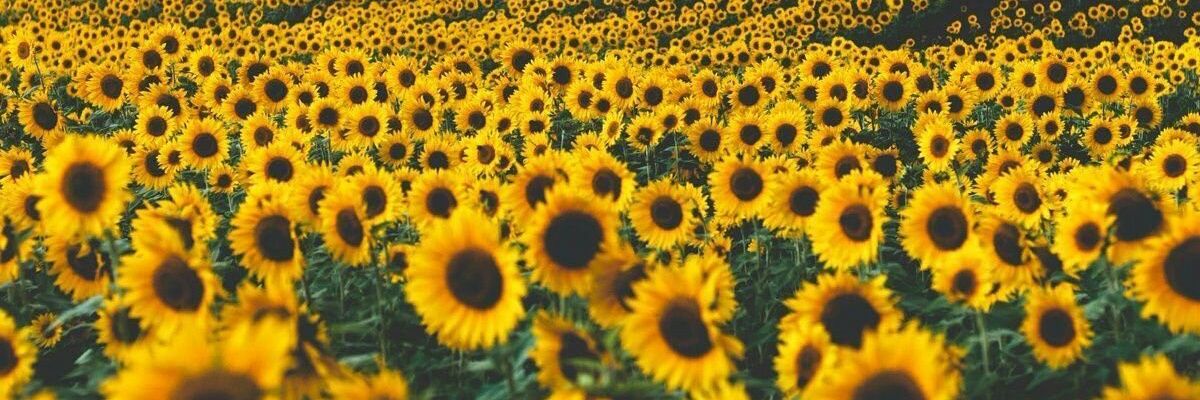 BehDee's profile banner image