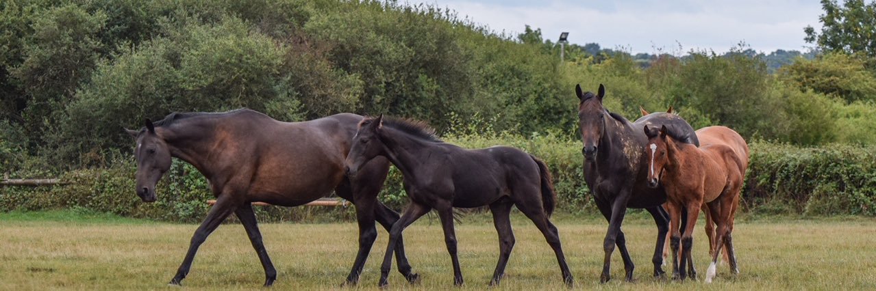Broadwell Stud banner