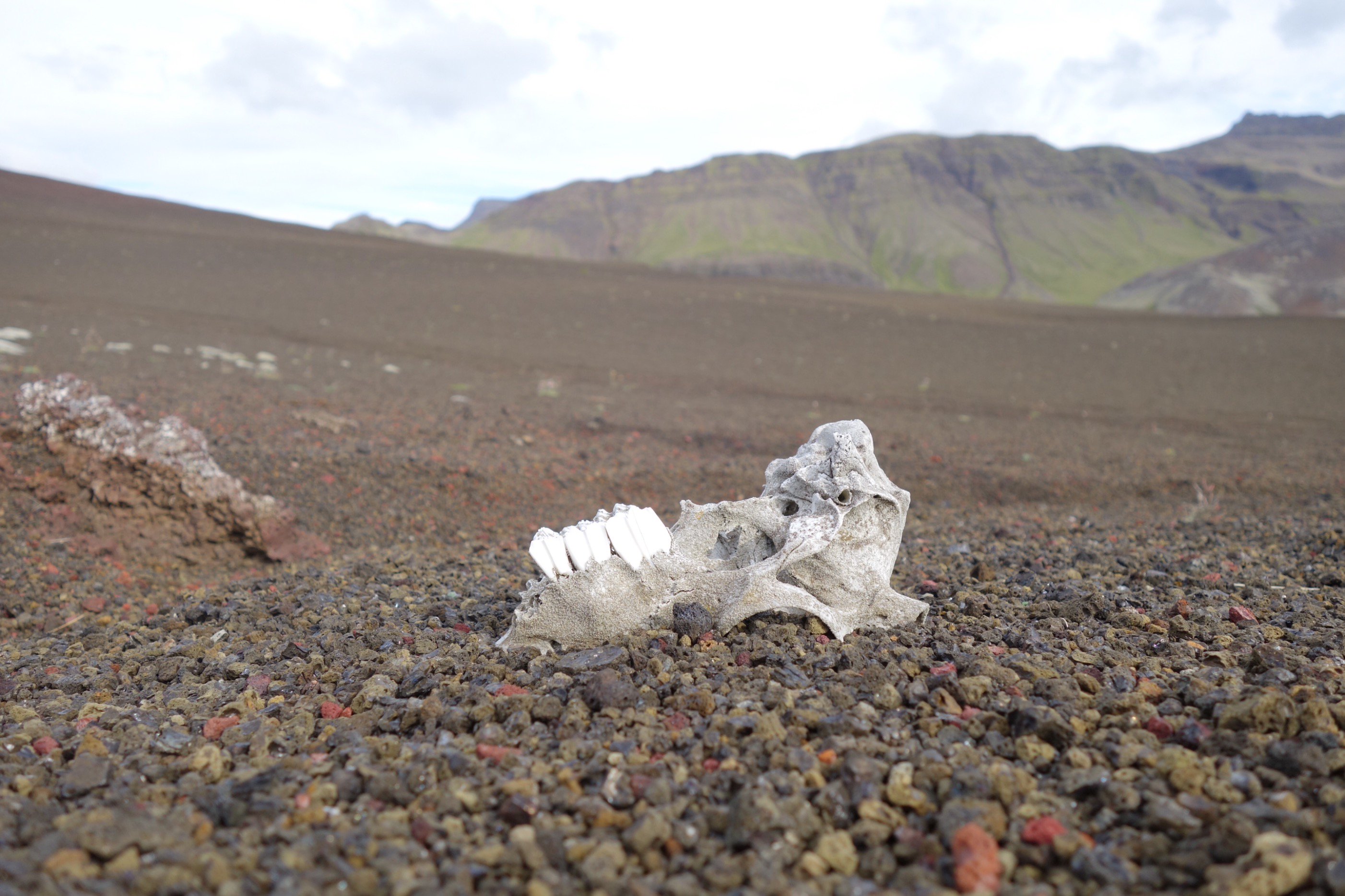 Brian Pincott banner