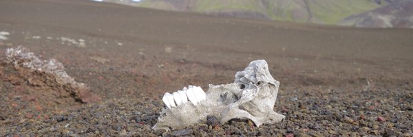 bpincott Profile Banner