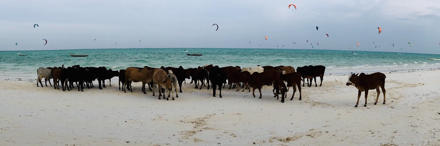 manfulStubble banner