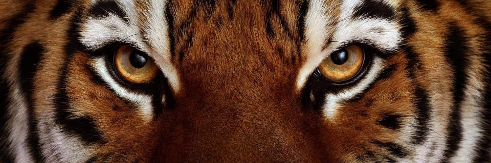 VictorMSZ's profile banner image