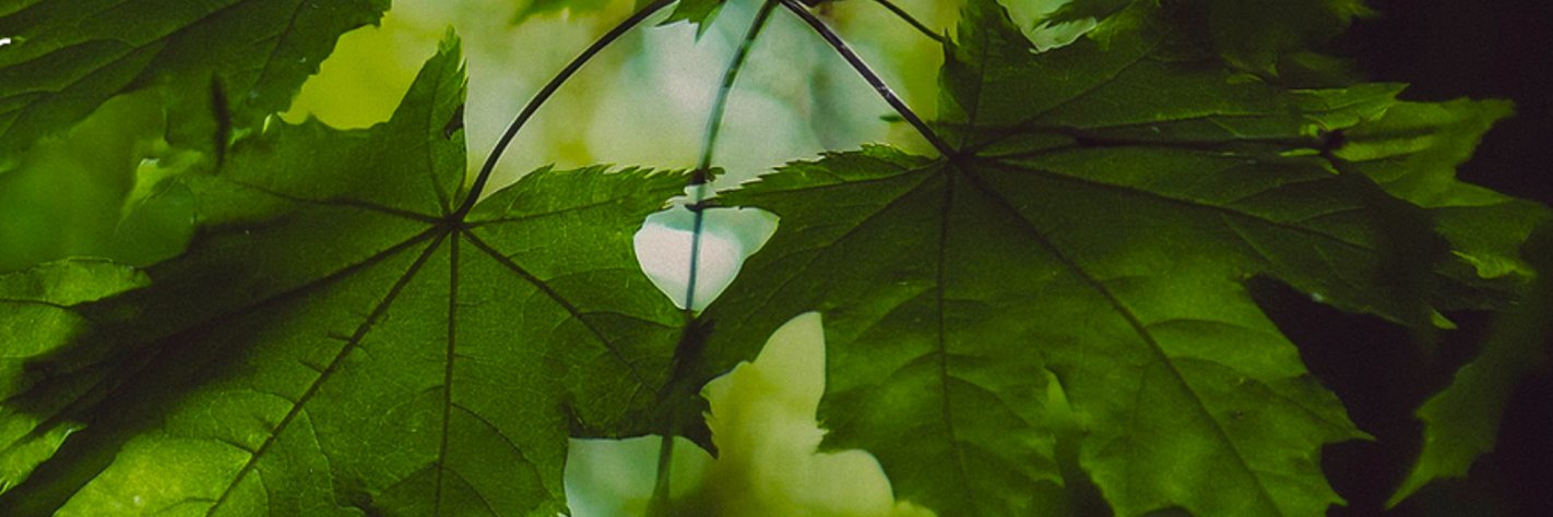 Maple Leaf Strategies banner