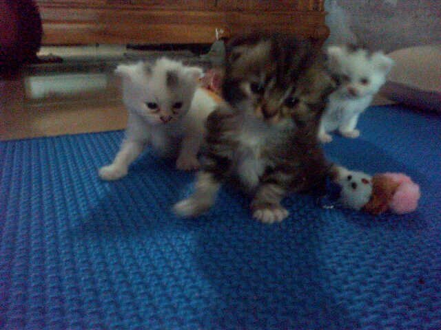 Irwan Kurniawan M banner