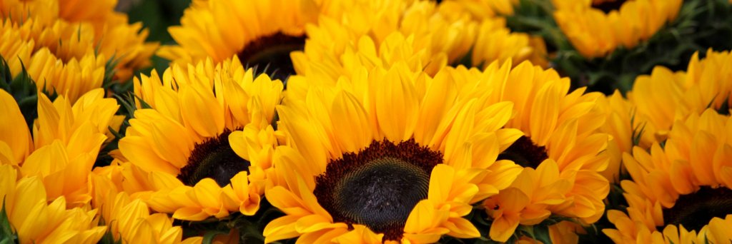 Christine Blake banner