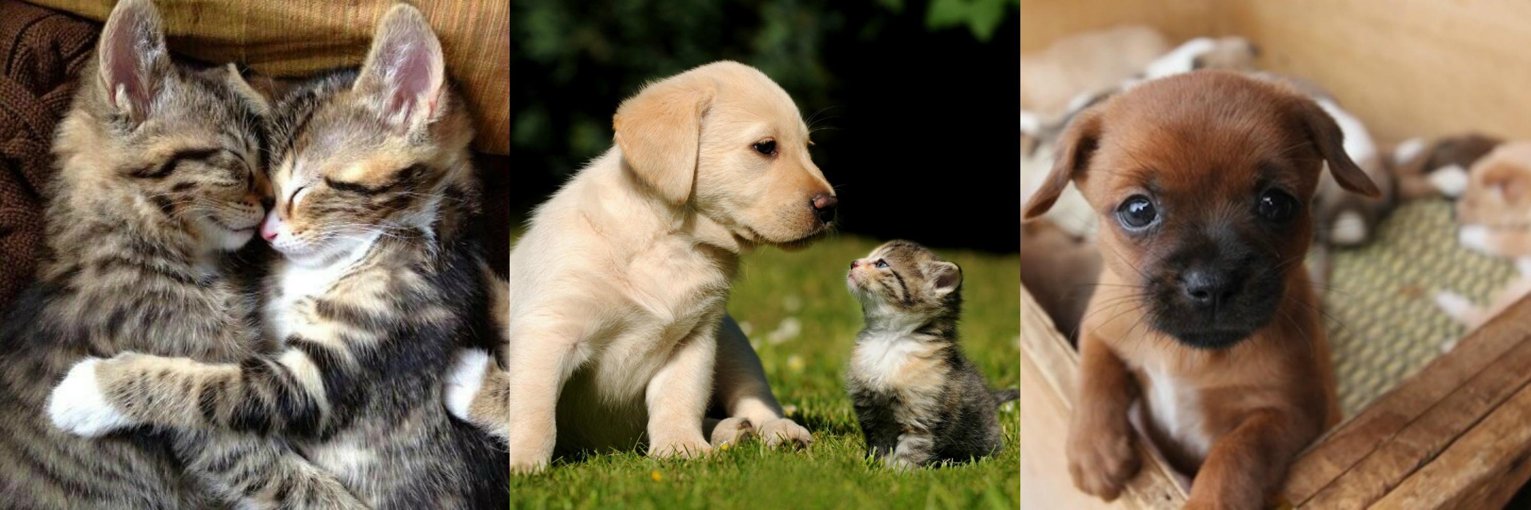PetWarehouseNC's profile banner image