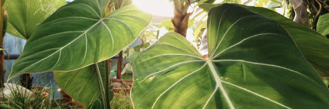 MiriamsLittleC's profile banner image