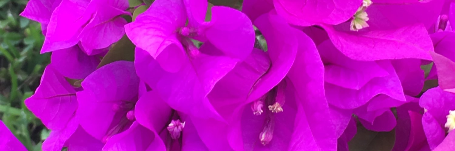 deborah_nc's profile banner image