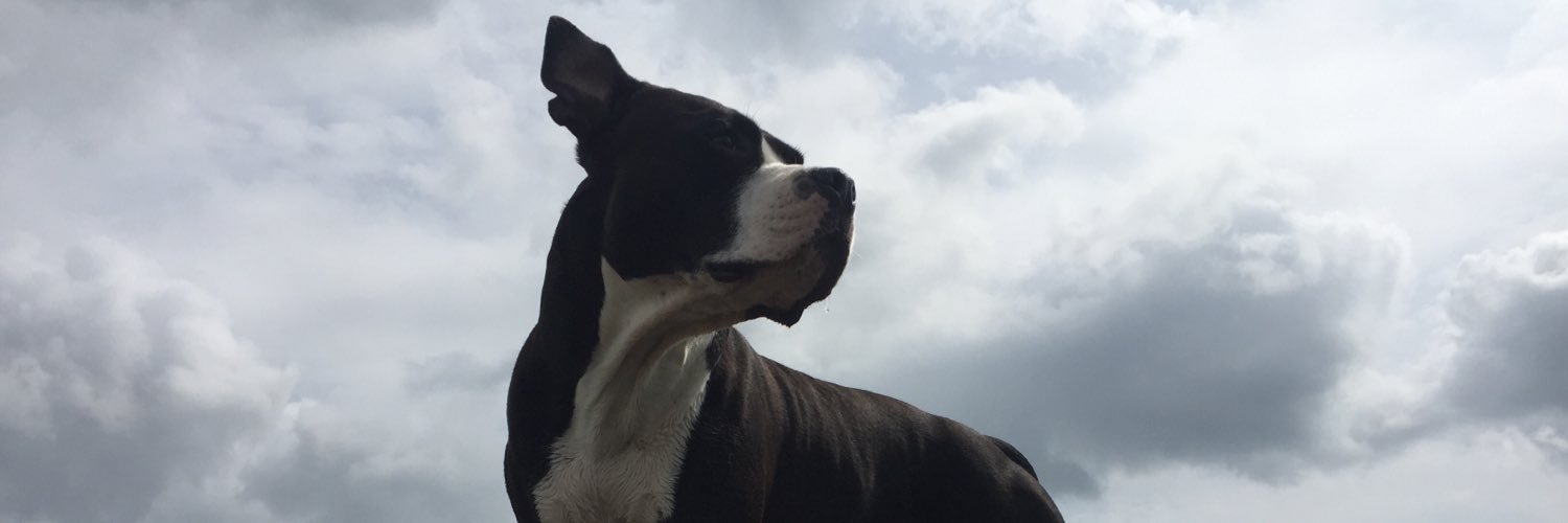 LianneGreving's profile banner image