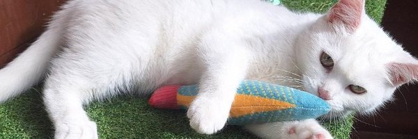 RSPCANottingham Profile Banner