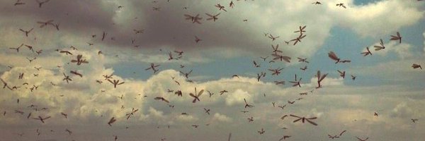 libelulario Profile Banner