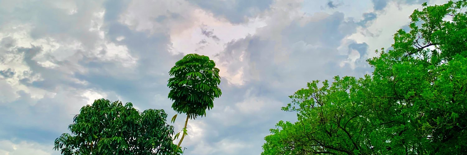 ariel vega banner