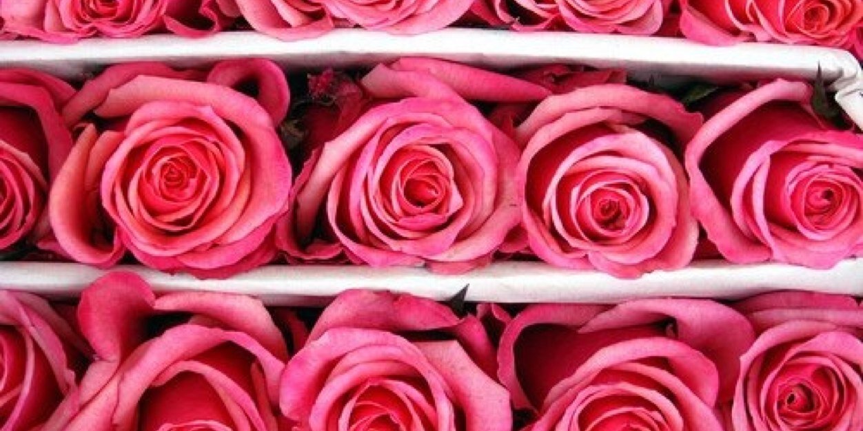 LauRguez's profile banner image