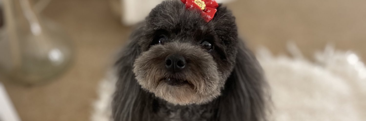 VaneePavanetto's profile banner image