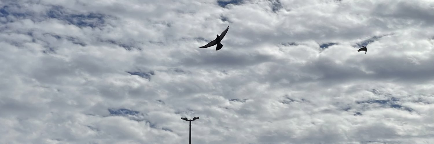 taiba_mo's profile banner image