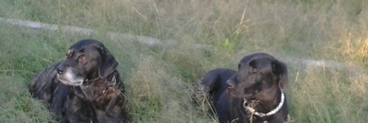 ALTO AL MALTRARO ANIMAL banner