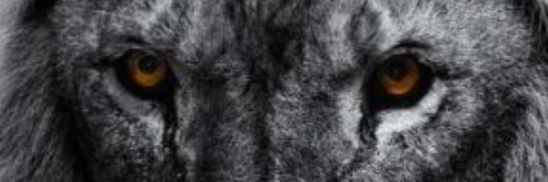 Ddontbefoolish's profile banner image