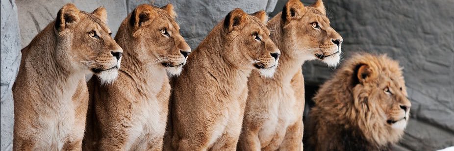 بو حمد 🇦🇪 banner