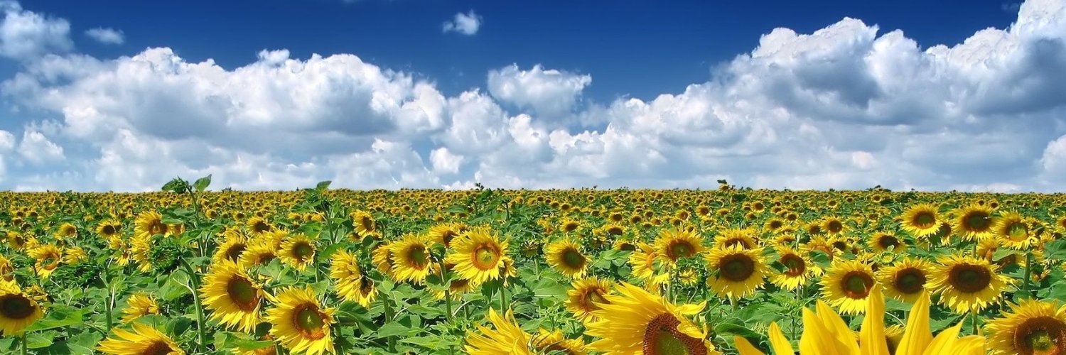 sallison224's profile banner image