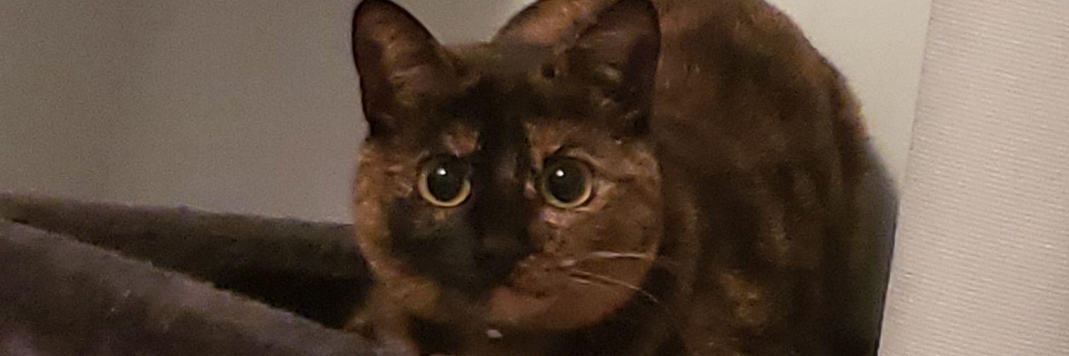 ShuDefinitely's profile banner image