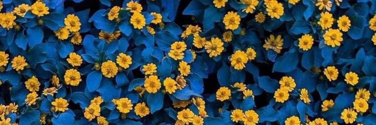 annerequeni's profile banner image