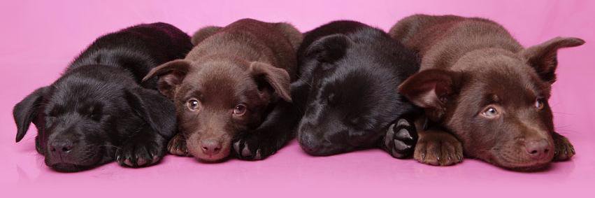 Dogs Life Magazine banner