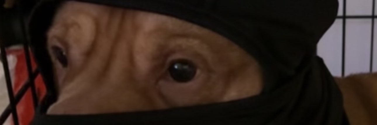 richdaawg's profile banner image
