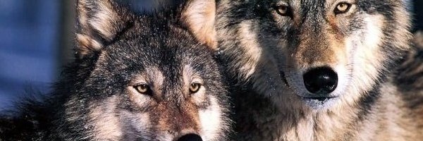 58Diegob's profile banner image