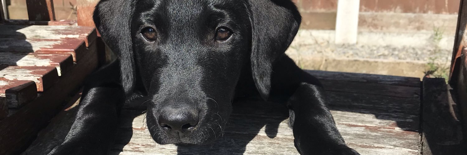 LucyPendleton1's profile banner image