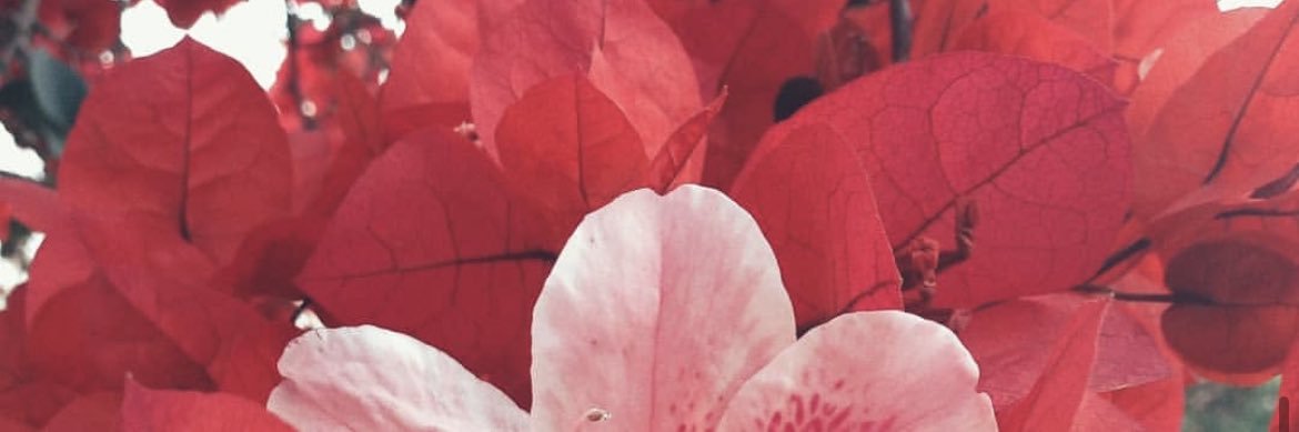 vickybianco_'s profile banner image