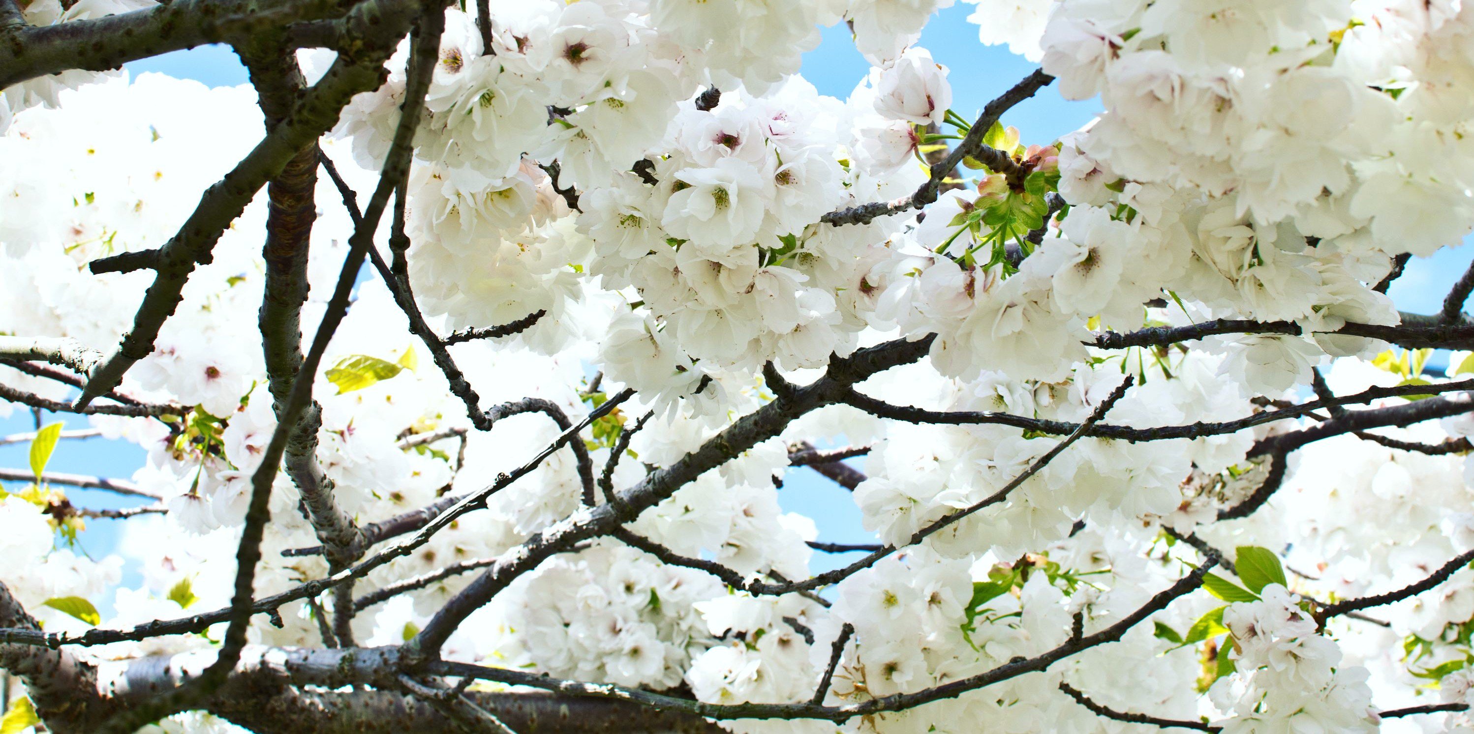 tempobscure's profile banner image