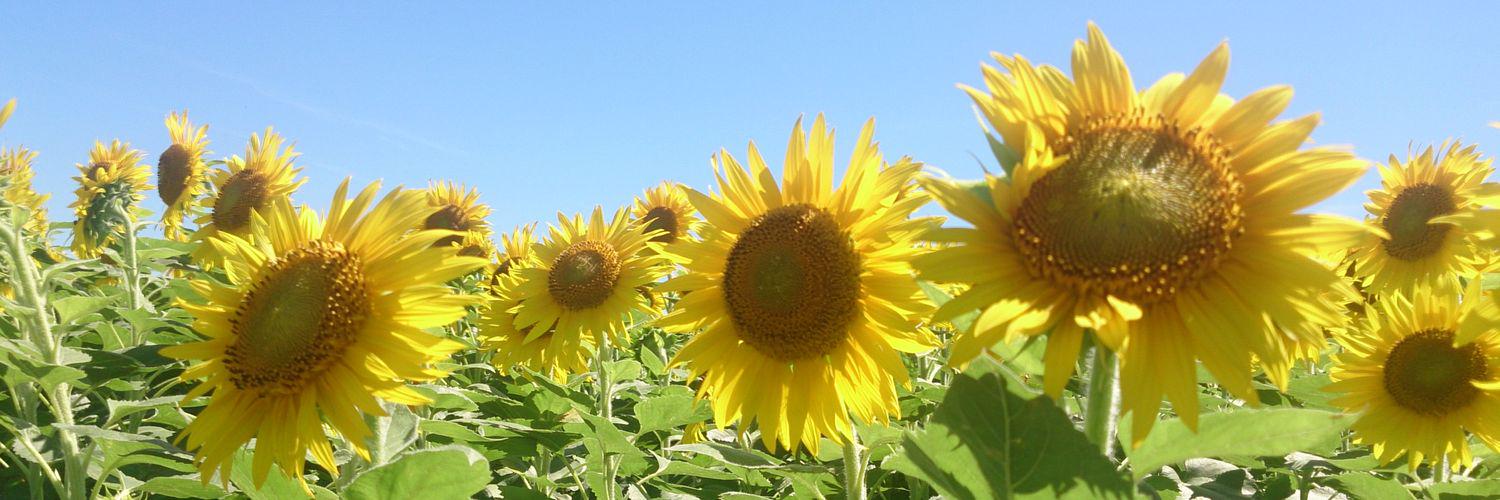 55Esk's profile banner image