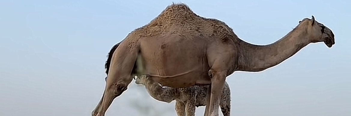 kuwait19833's profile banner image